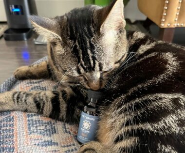 Best Tips For Buying CBD Oil For Cats In Canada