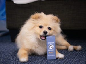 How Your Pet Can Benefit From CBD Oil