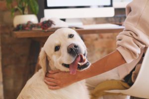 Read more about the article Three Top Benefits of CBD Oil for Your Pet