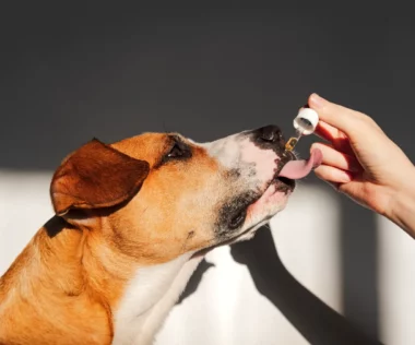 Understanding CBD Oil For Dogs